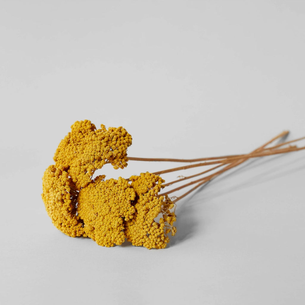 Dried Natural Yarrow - Second Chance Sale