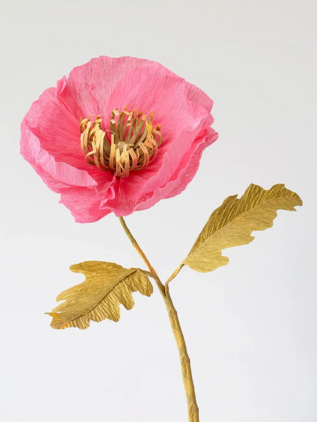 Icelandic Poppy Single Stem