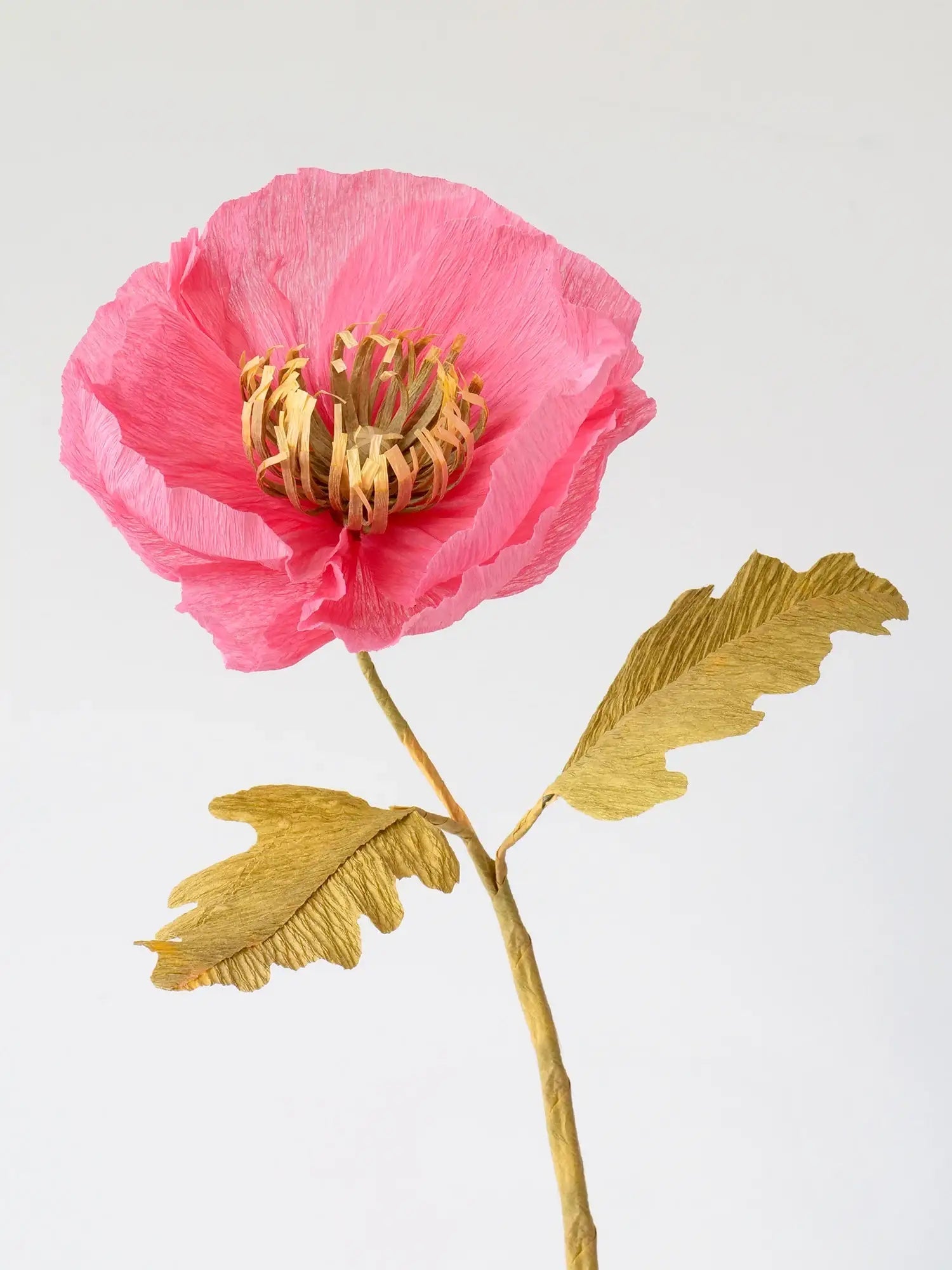 Icelandic Poppy Single Stem