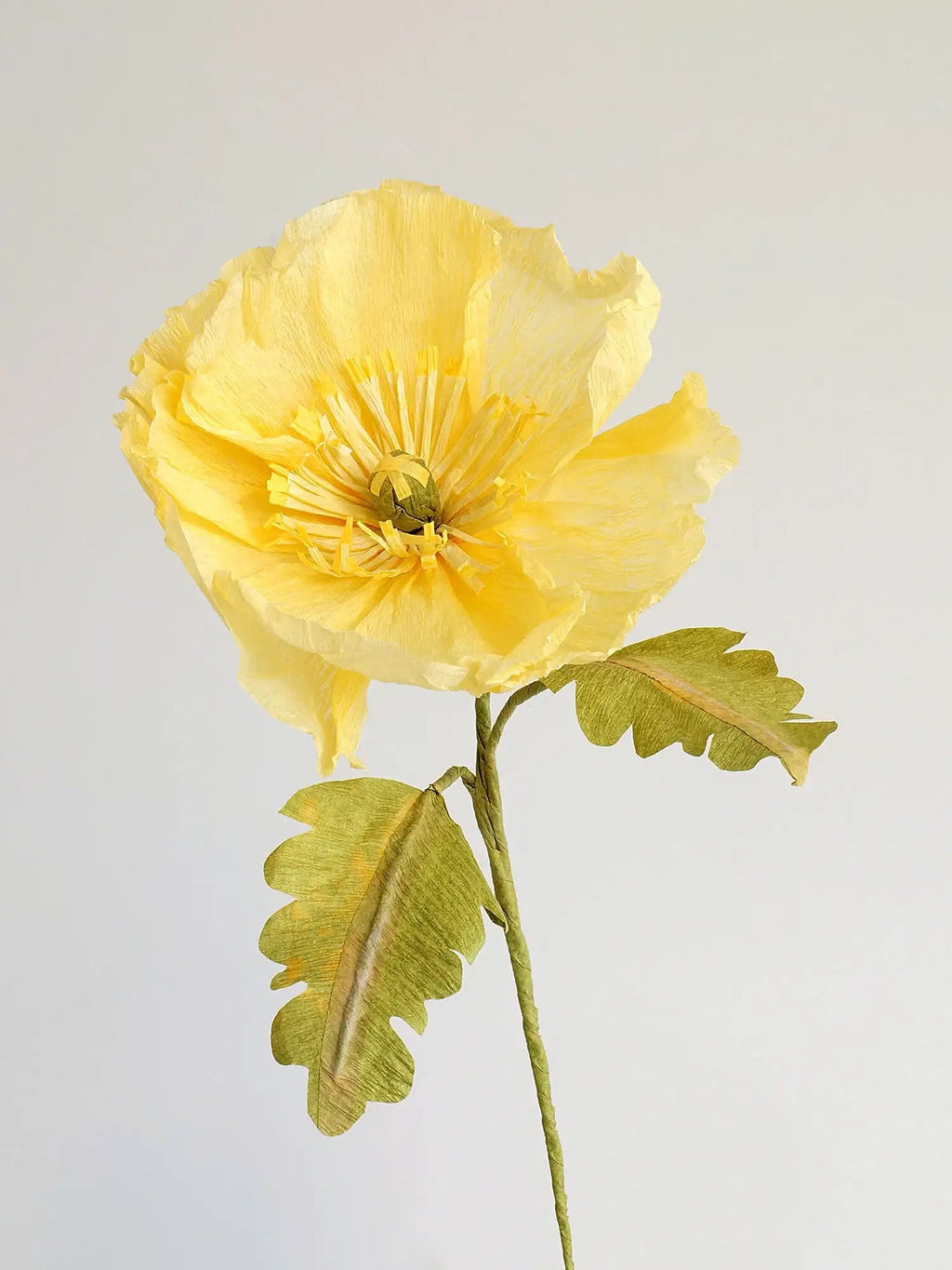 Icelandic Poppy Single Stem