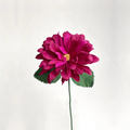 Dahlia Single Stem