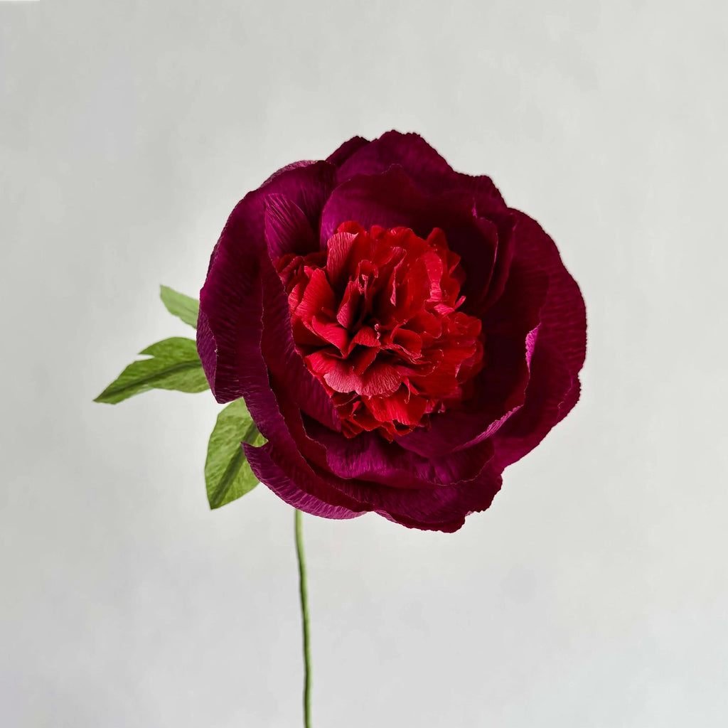 Fluffy Peony