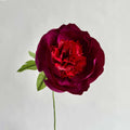 Fluffy Peony