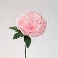 Garden Peony Single Stem