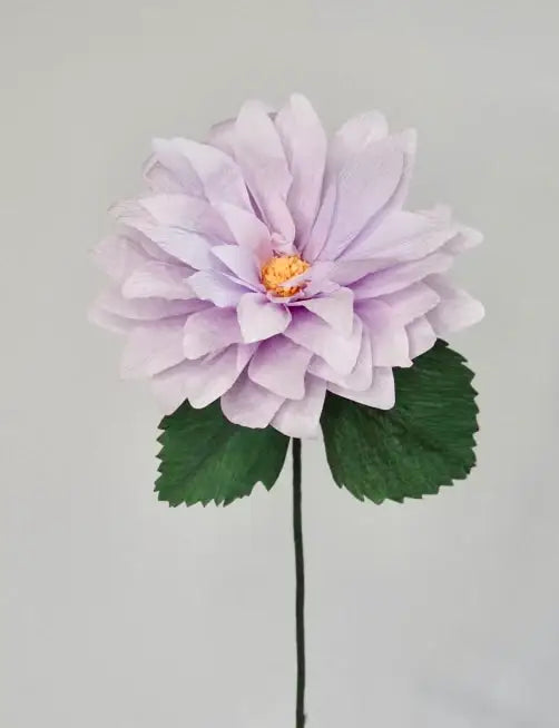 Dahlia Single Stem