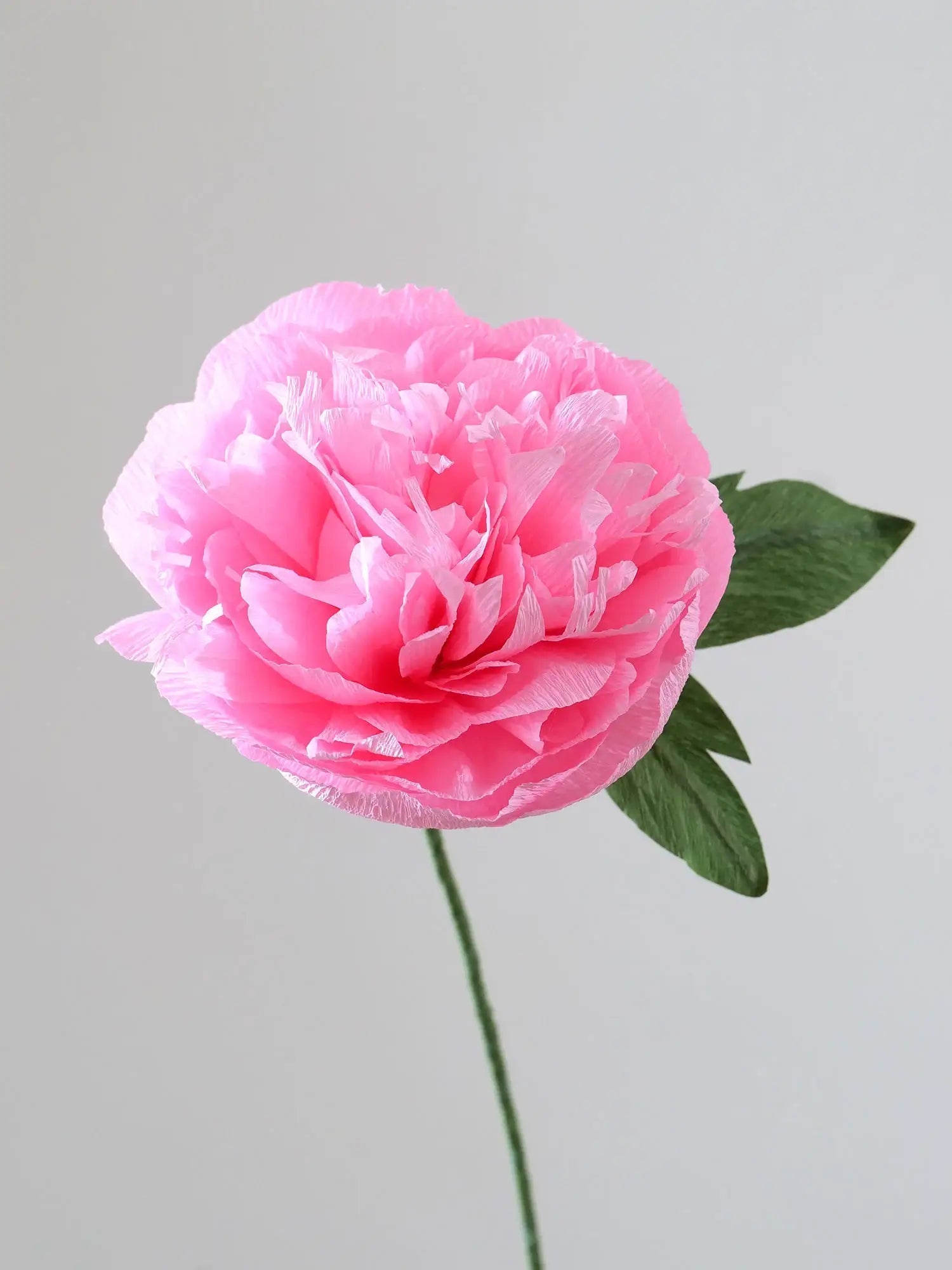 Garden Peony Single Stem