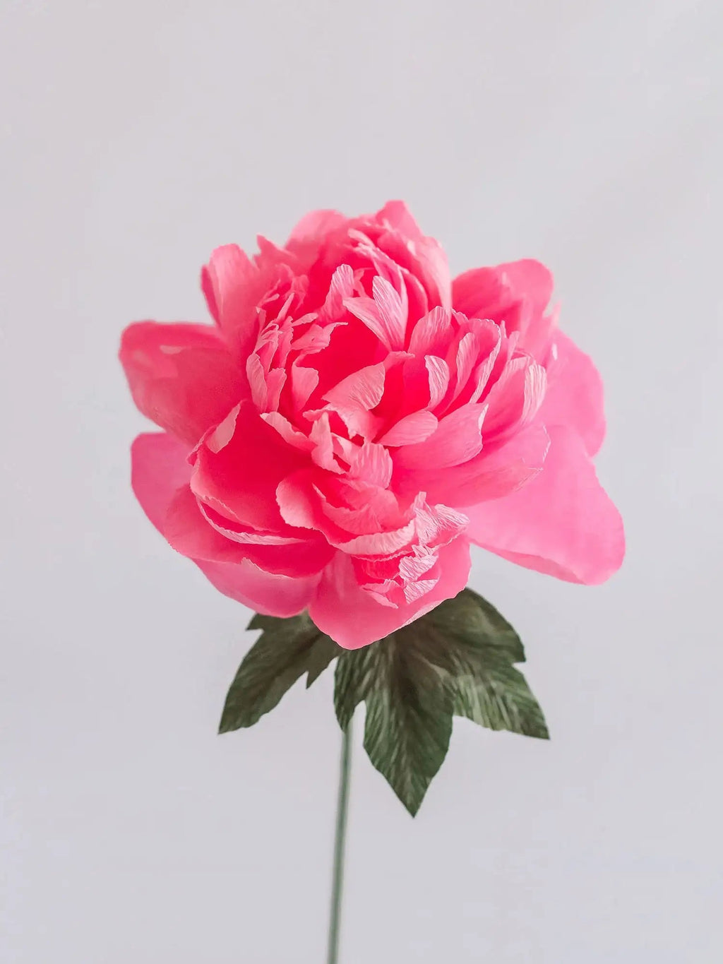 Garden Peony Single Stem