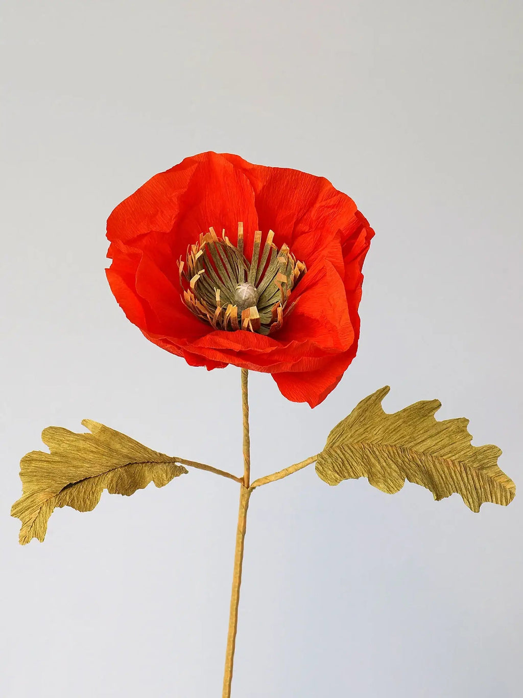 Icelandic Poppy Single Stem