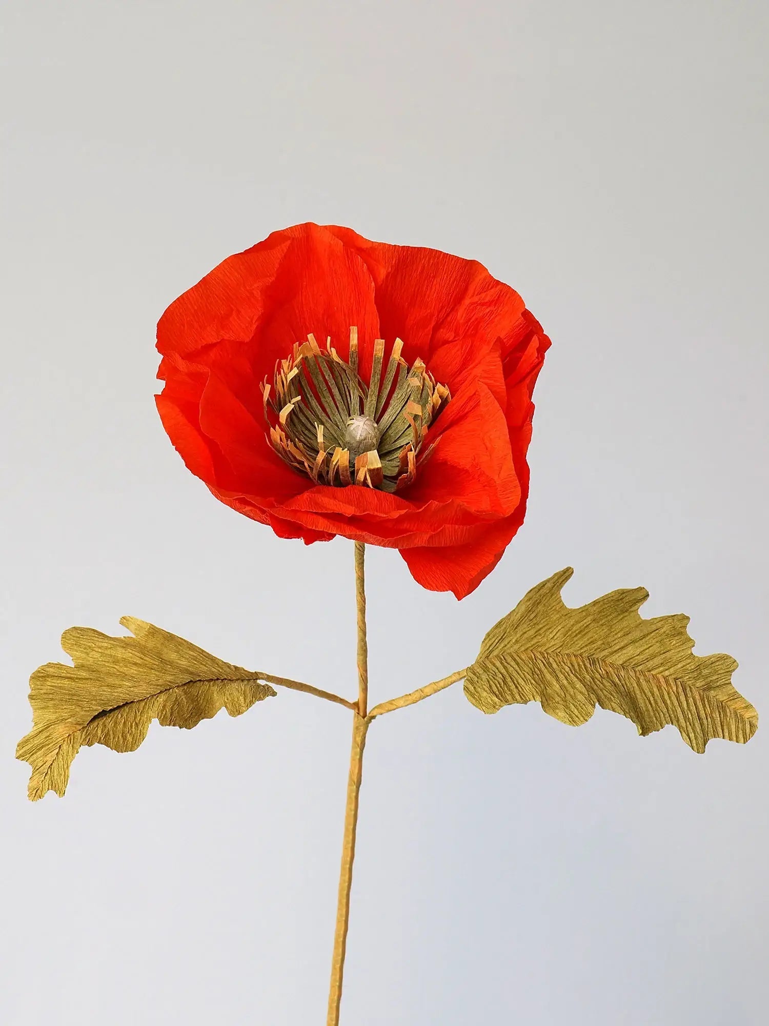 Icelandic Poppy Single Stem