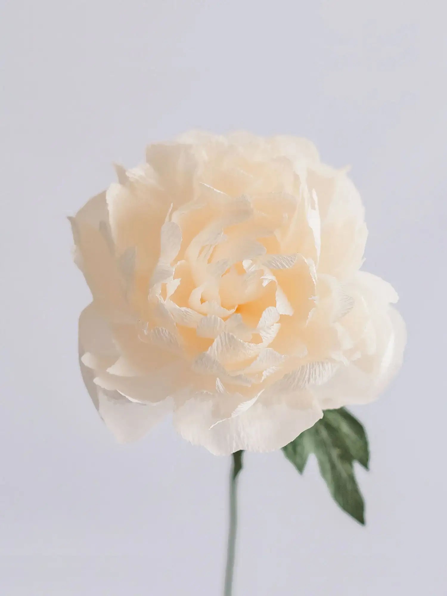 Garden Peony Single Stem
