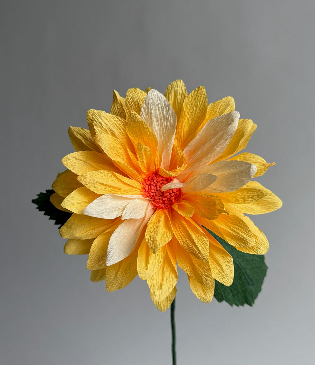 Dahlia Single Stem