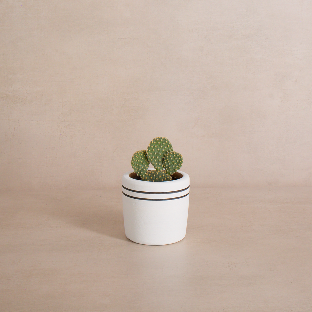 White Stripe Terracotta Planter